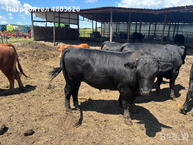 Угоени терета, снимка 3 - Крави - 54709870