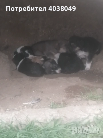 Подарявам кучета, снимка 2 - Други - 53967035