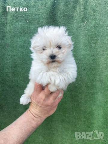 Малтийска болонка , снимка 5 - Болонка - 54022331