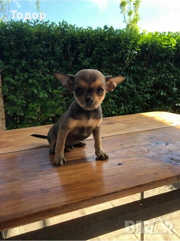 Продавам мини чихуахуа , снимка 2 - Чихуахуа - 54369663