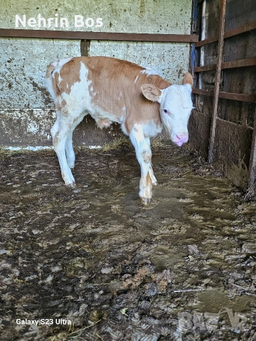 2 teleta ebno misko edno jensko, снимка 5 - Крави - 54773704