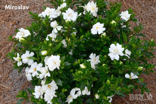 Гарденията (Gardenia jasminoides), снимка 8 - Градински цветя и растения - 55010988