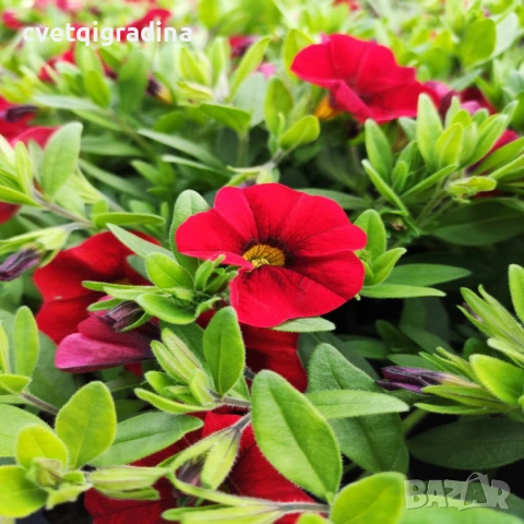 Calibrachoa Bright Red (Калибрахое яркочервено)