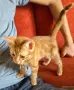 Супер котета британчета!!!, снимка 2