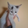  Мъжко коте, снимка 1