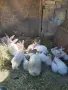 продавам калифорнийски зайци, снимка 1