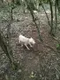 Логото куче за трюфели, снимка 3