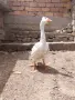 Качулата чешка гъска, снимка 4