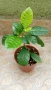 Гардения Gardenia jasminoides (малко растение), снимка 1
