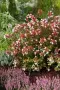 Абелия Грандифлора Прострата, Аbelia Grandiflora Prostrata!!!, снимка 7