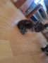 Ангорски котки, снимка 7