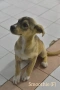 Rescue puppy, снимка 8