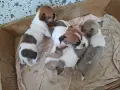 Кученца чихуахуа , снимка 4