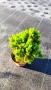 Смърч Коника, Смърч джудже,  PICEA GLAUCA CONICA, снимка 7