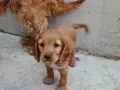 Английски кокер шпаньол , снимка 1