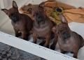 Chongqing Dog китайски булдог , снимка 1