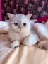 Мъжко коте британско късокосместо, снимка 4