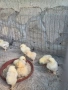 продавам пиленца брама, снимка 3
