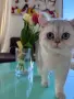 Мъжко коте британско късокосместо, снимка 1