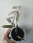 Хоя, hoya sigillatis, снимка 3