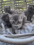 Британски / шотландски котенца , снимка 3