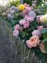 Щамбови рози, цветово разнообразие., снимка 1