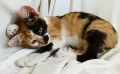 Подарявам котенце - трицветка, снимка 1