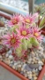Семпервивум ( Дебелец ) Sempervivum , снимка 4