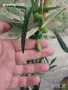 Маслина - Фиданки, снимка 4