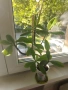 Каучуково растение (Syngonium grantii) , снимка 4