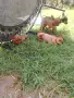 Малки пинчери пет броя , снимка 5