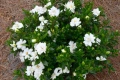 Гарденията (Gardenia jasminoides), снимка 8