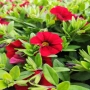 Calibrachoa Bright Red (Калибрахое яркочервено), снимка 1