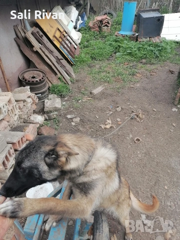 женско на 10 месеца , снимка 3 - Белгийска овчарка - 54055037