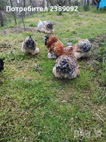 Мини кохин порцелан , снимка 5 - други­ - 54170142