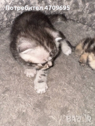 Шотландски котенца, снимка 4 - Британска късокосместа - 54832734