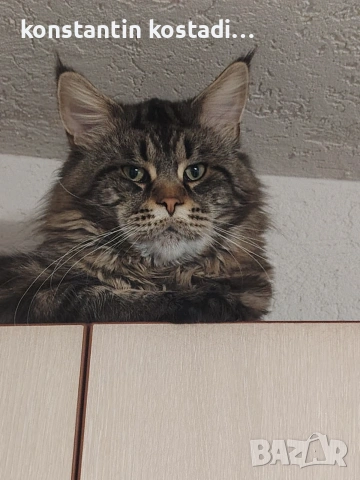 Уникални котенца Мейн кун , снимка 11 - Мейн кун - 55173454