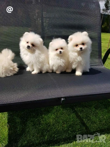 Померани померанчета своодни