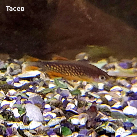 Микроразбора галакси