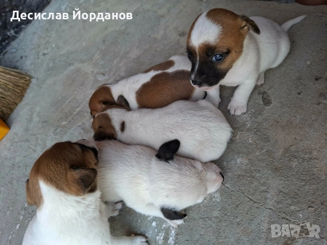 Джак Ръсел Териер , снимка 15 - Джак ръсел териер - 55165300