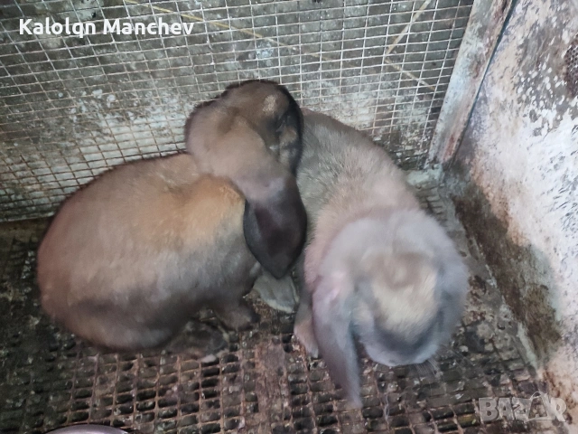 кочовати зайци за разплод мъжки на 3 месеца+цена 60евро, снимка 8 - Декоративни зайчета - 54896630