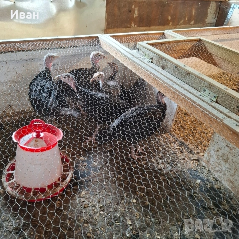Селски пуйки