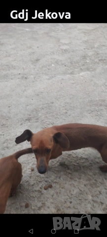 Дакел , снимка 5 - Дакели - 54300851