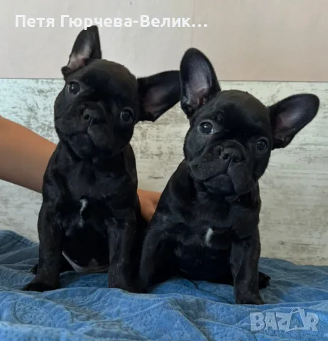 Продавам френски булдочета. , снимка 2 - Френски булдог - 55415567