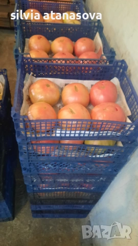 Продавам розова Магия  домат 