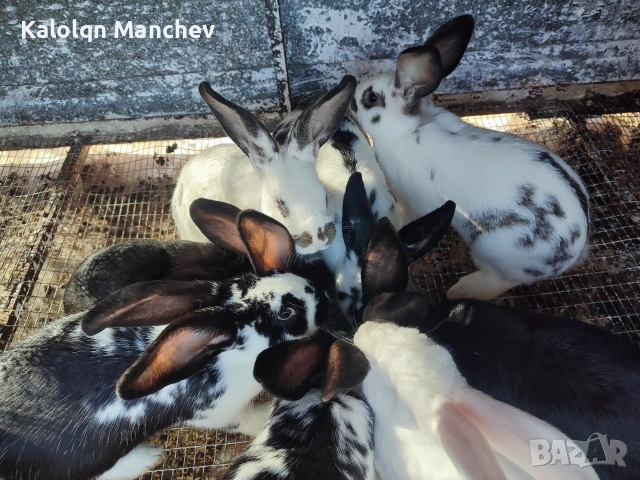 зайци на 5.6месеца мъжки и женски цена от 25 до 30 💶, снимка 10 - Други животни - 53956435