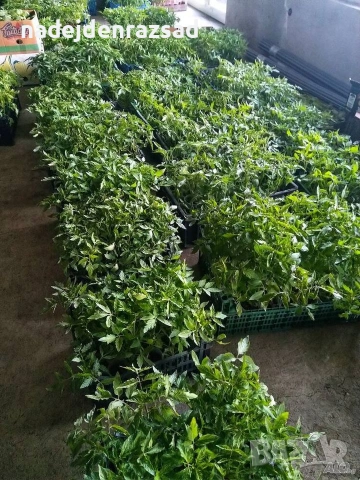 Разсад ранни домати краставици, снимка 5 - Разсади - 54052633