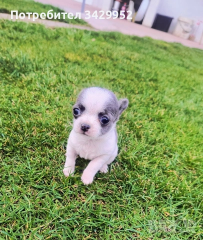 момиченце чихуахуа , снимка 10 - Чихуахуа - 54006487