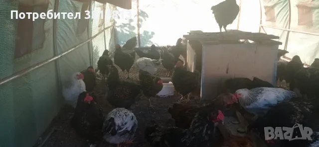 Млади петли за  гледане., снимка 2 - Кокошки и пуйки - 55674343