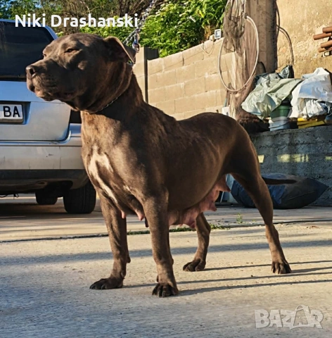 Pit bull питбулчета бул нос, снимка 7 - Питбул - 55218506
